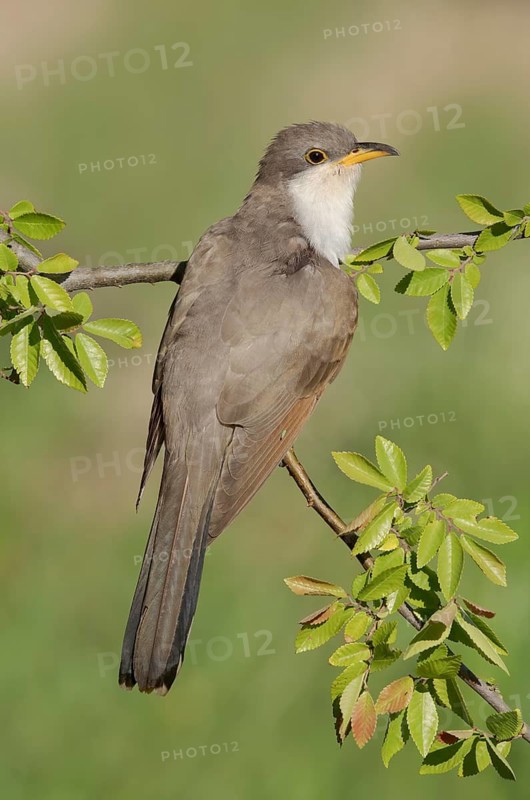 Yellow-billed Cuckoo (Coccyzus americanus) perched on a branch, Texas, USA