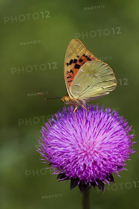 Argynnis pandora, (Argynnis pandora), animals, insects, butterfly, butterfly, Muselievo, Bulgaria