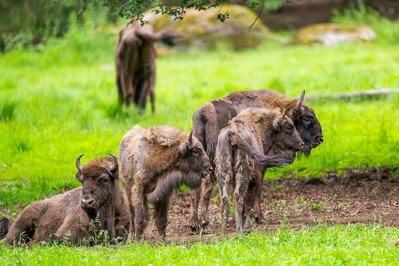 European bison (Bison bonasus) group with a youngster on a meadow in summer, Bavarian Forest, Germany