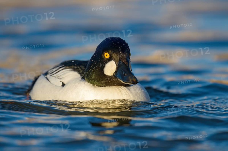 Common Goldeneye (Bucephala clangula) male, Arizona, USA