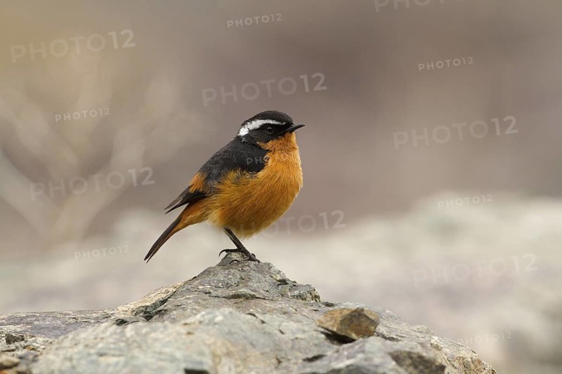 Moussier's Redstart (Phoenicurus moussieri) male, Morocco