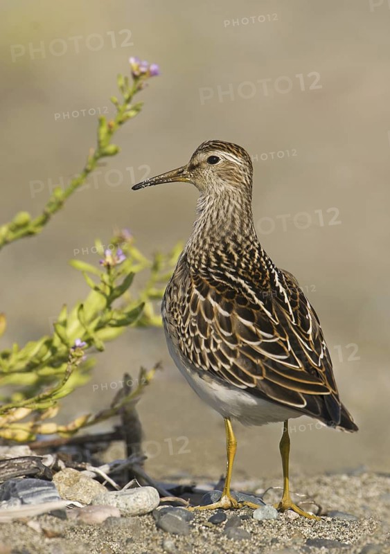 Pectoral Sandpiper (Calidris melanotos), British Columbia, Canada