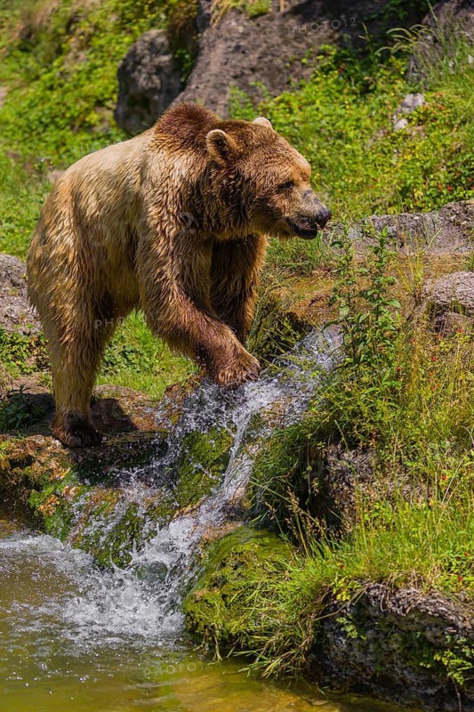 An eurasian brown bear (Ursus arctos arctos) walks along a creek towards a little cascade, that splashes down a slope