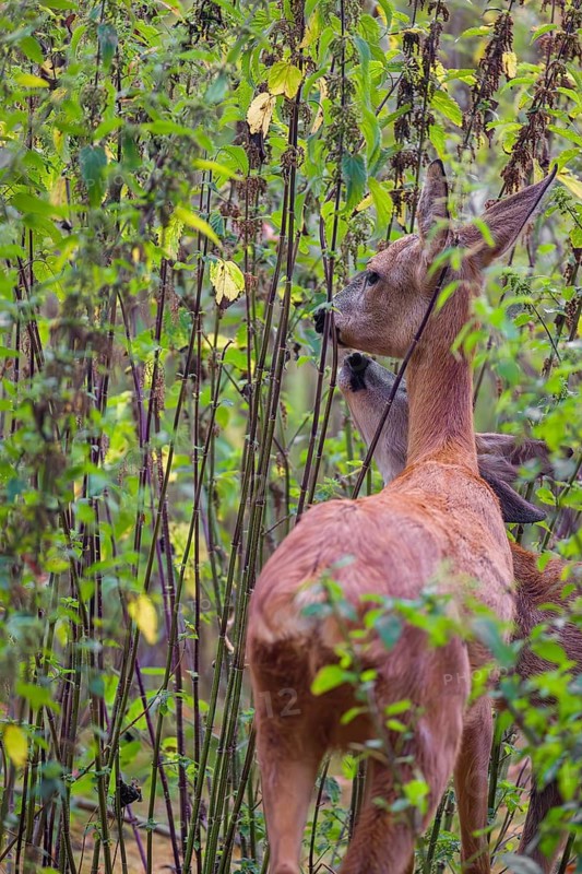 A female roe deer (Capreolus capreolus) and her fawn stand in a nettle thicket and eat the leaves
