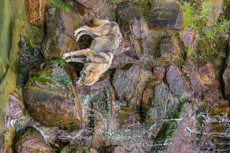 A gray wolf (Canis lupus lupus) drinks water from a small waterfall on a steep rocky slope