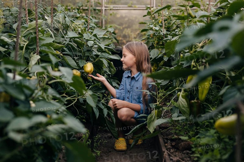 A young girl in casual attire explores a lush greenhouse filled with vibrant yellow peppers. Capturing the essence of nature, growth, and childhood curiosity