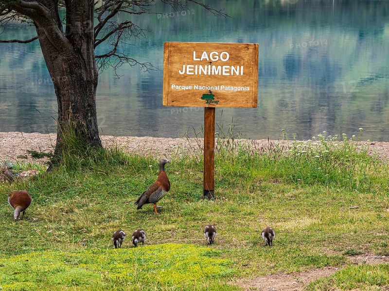 A family of birds pecks at the lake, Lake Jeinimeni, sign of Jeinimeni National Park, Patagonia, Chile
