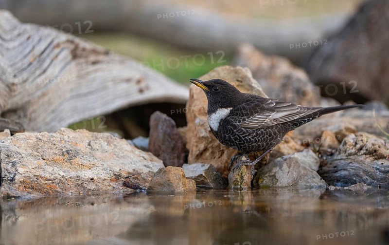 A male Ring ouzel (Turdus torquatus) pauses while foraging beside a serene rock stream, showing off its distinctive white bib and dark plumage