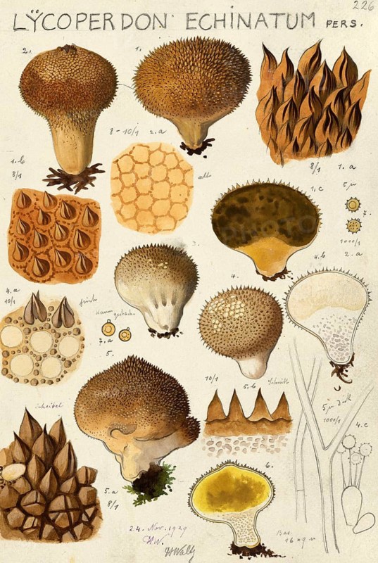 Mushroom, fungus, hedgehog mushroom, Lycoperdon echinatum, authentic reproduction of an illustration by Hans Walty (1868-1948) from about 1915, historical