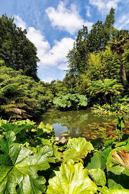 Shieldwort (Darmera peltata) at a pond, Lost Gardens of Heligan, Cornwall, England, Great Britain