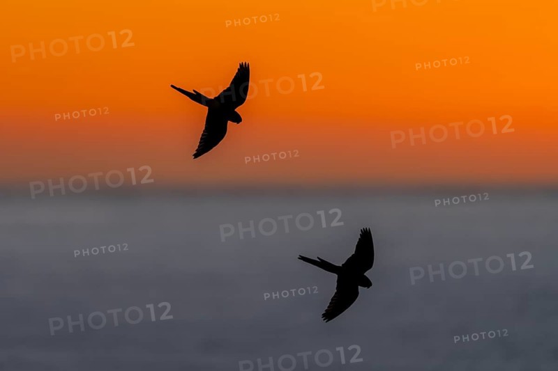 Rock parakeets (Cyanoliseus patagonus), two birds in flight as a silhouette in front of an orange-coloured morning sky over the sea, Balneario El Cóndor, Río Negro, Argentina