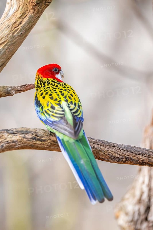 Eastern rosella (Platycercus eximius) sitting on a branch, Bavaria, Germany