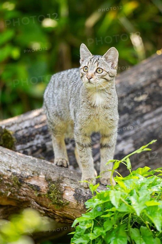 European wildcat (Felis silvestris silvestris) on an old tree trunk, Hesse, Germany