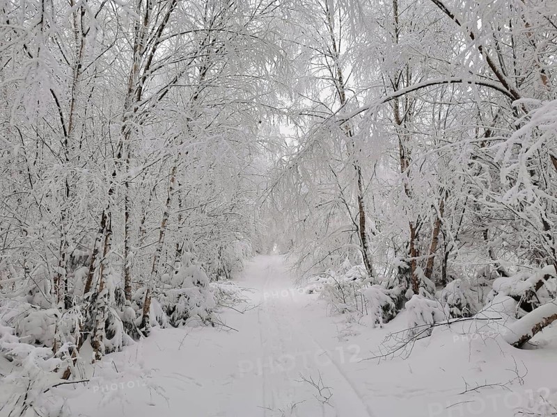 Snowy forest trail in a quiet winter landscape, Franconian Forest nature park Park