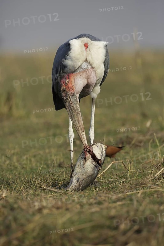 Marabou Stork (Leptoptilos crumenifer) feeding on a large catfish, Chobe, Botswana