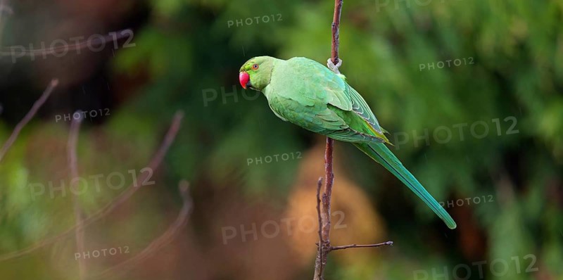 Rose-ringed Parakeet, Ring-necked Parakeet, (Psittacula krameri), garden, Neuhofen, Rhineland-Palatinate, Germany