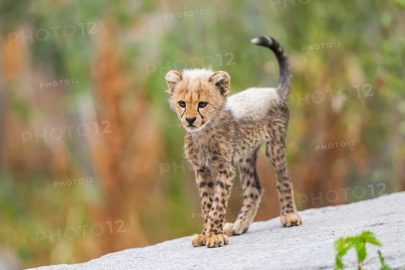 Cheetah (Acinonyx jubatus) youngster standing on a rock, captive, occurrence Africa
