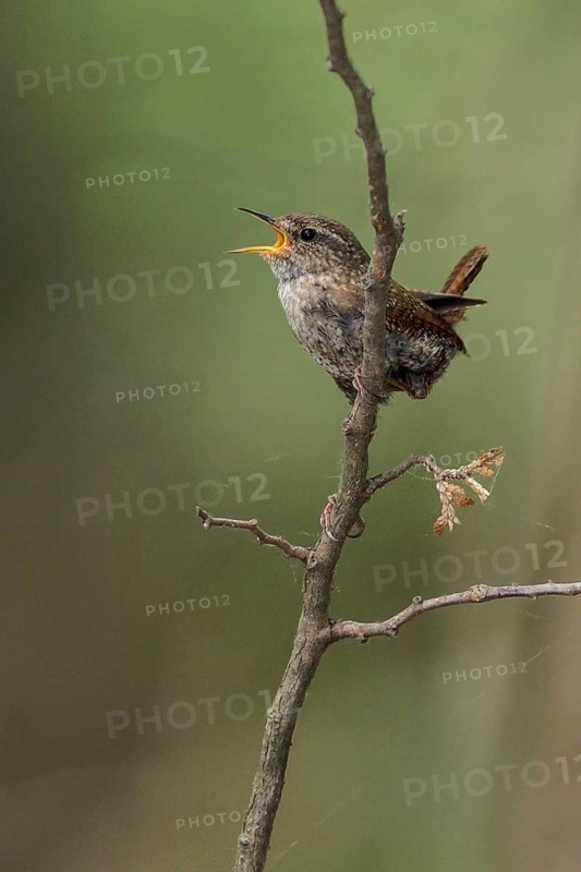 Winter Wren (Troglodytes hiemalis) perched on a branch in southern Ontario, Canada