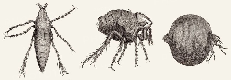 Männlicher und weiblicher Chigoe-Floh oder Jigger, Tunga penetrans, ein parasitäres Insekt