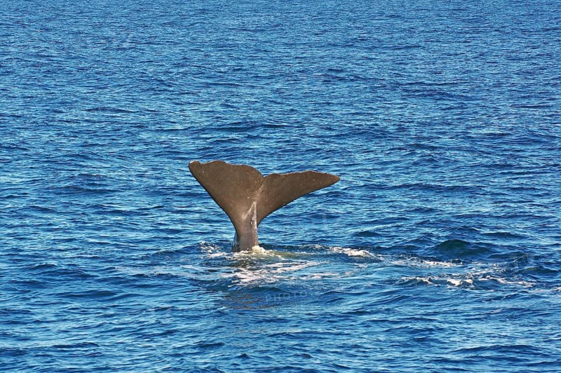 A whale fin juts out of the wavy blue ocean waters, surrounded by the vastness of the ocean, humpback whale, Andenes, Vesteralen, Norway