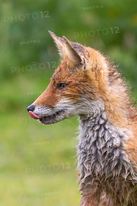 Red Fox (Vulpes vulpes) cub portrait, Netherlands