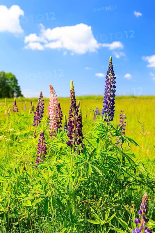 Perennial lupins (Lupinus polyphyllus) bloom in different colours, Ore Mountains, Weipert, Czech Republic