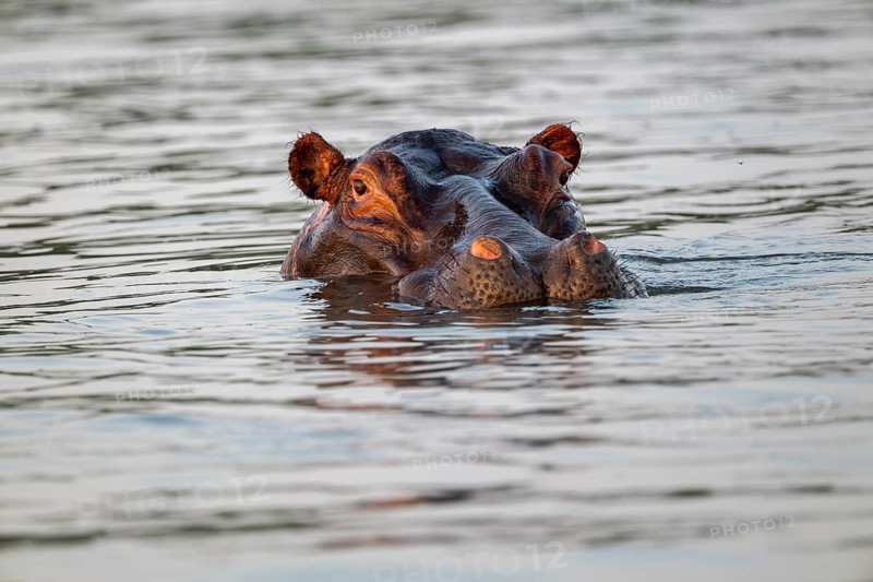Hippopotamus (Hippopotamus amphibius) bathing in water, portrait, White Nile, Murchison Falls NP, Uganda