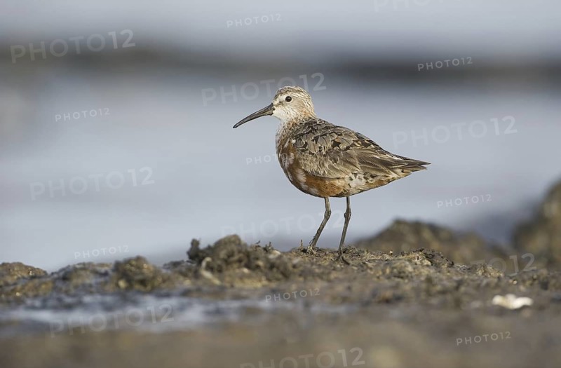 Curlew Sandpiper (Calidris ferruginea), Mecklenburg-Western Pomerania, Germany