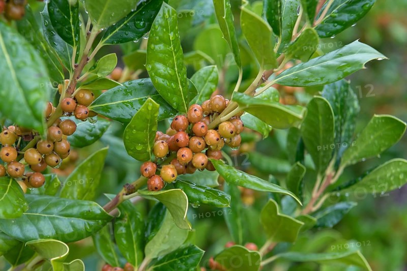 Holly (Ilex 'Nellie R. Stevens'), Teaching and Research Centre for G, Germany