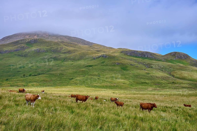 Cattle on a vast pasture in front of green hills under cloudy sky, Elgol, Isle of Skye, Scotland, United Kingdom, Great Britain