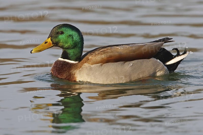 Mallard (Anas platyrhynchos) male, Baden-Wuerttemberg, Germany