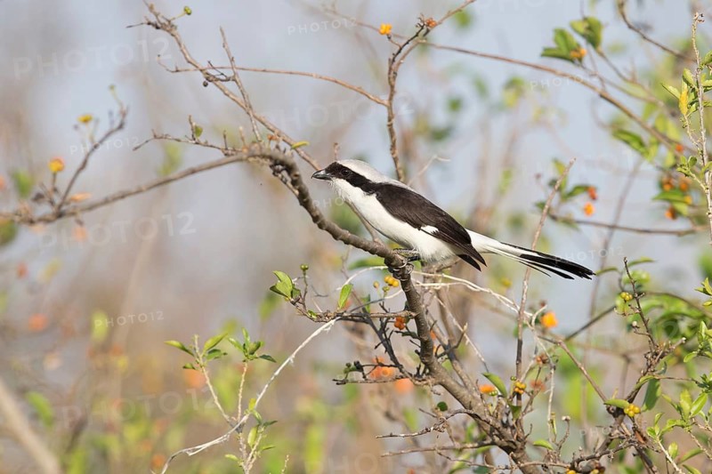 Grey-backed Fiscal (Lanius excubitoroides) perched on a branch, Queen Elizabeth National Park, Uganda