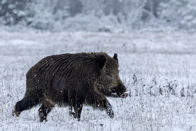 You almost get the impression that wild boar (Sus scrofa) can also run in their sleep, early winter, winter, snow, cold, intoxication, mating season, November, Denmark