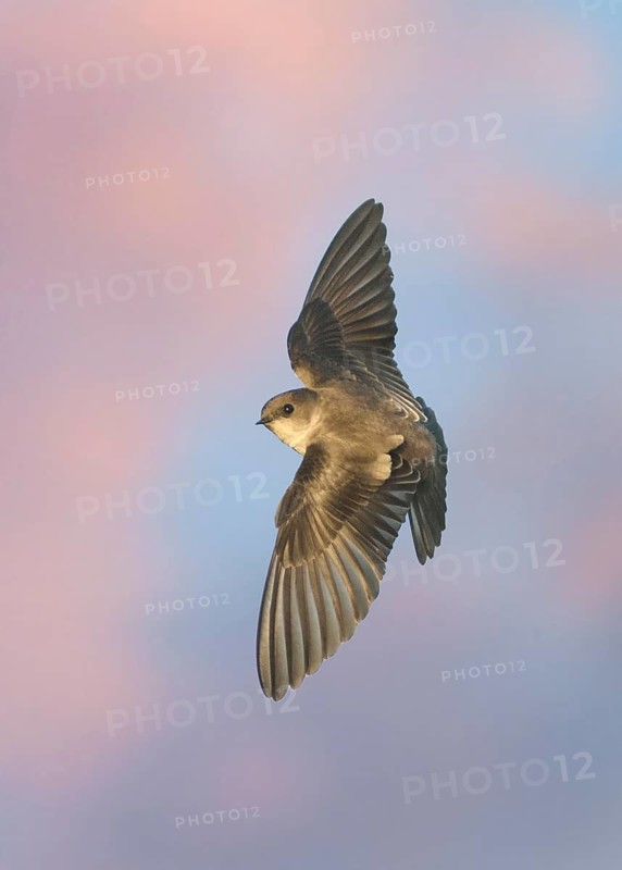 Northern Rough-winged Swallow (Stelgidopteryx serripennis) flying, Texas, USA