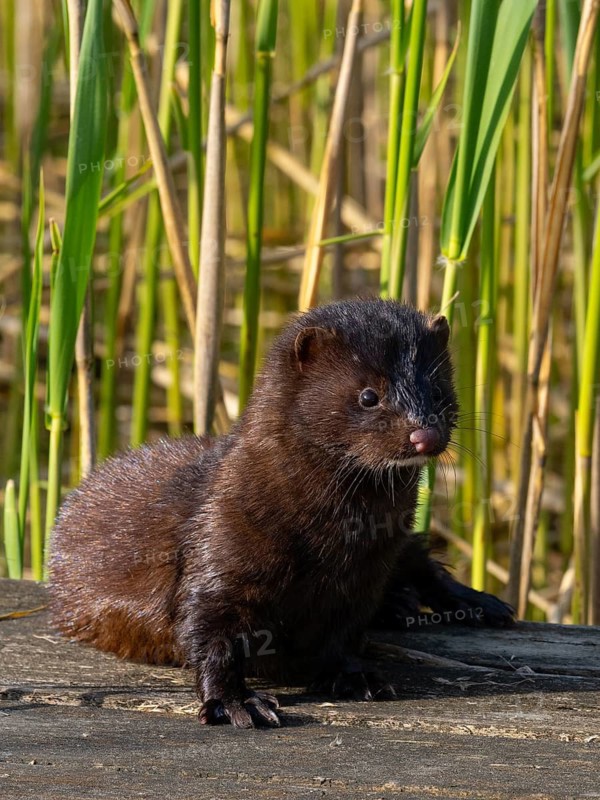 A mink in the sun