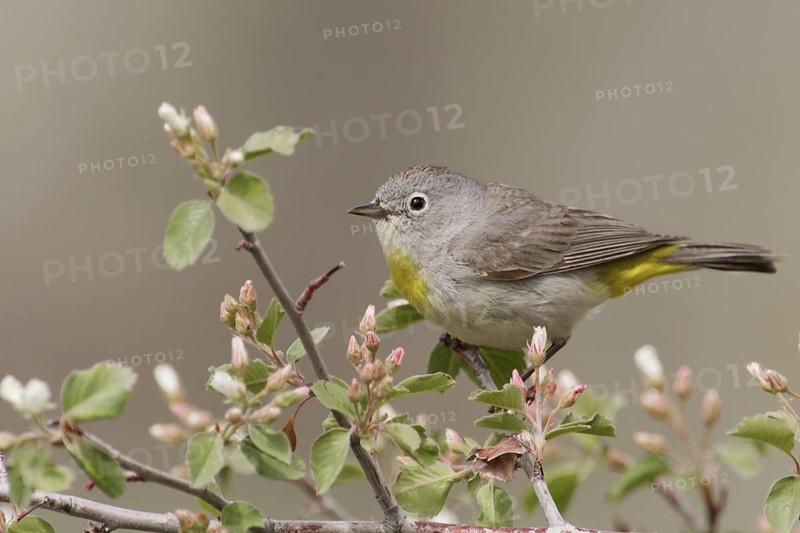 Virginia's Warbler (Leiothlypis virginiae) male, Idaho, USA