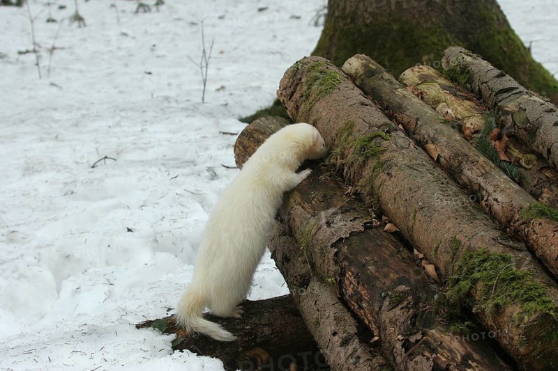 Ferret (Mustela putorius furo) in the snow, examining a woodpile, pet keeping, Allgäu, Bavaria, Germany