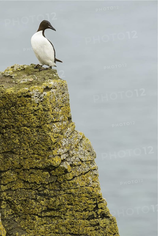 Thick-billed Murre (Uria lomvia), Alaska, USA