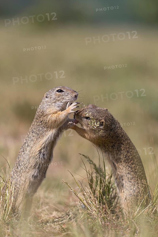 One European ground squirrel (Spermophilus citellus) or European souslik feeding on seeds in tall grass