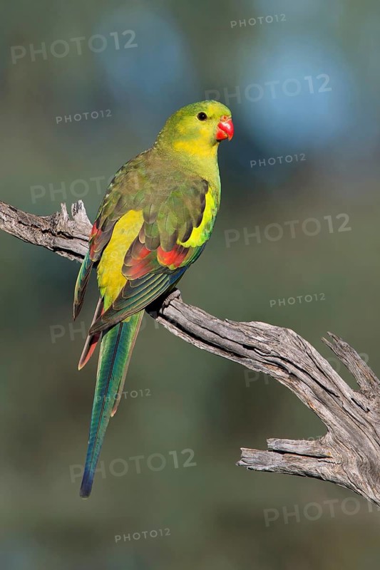 Regent Parrot (Polytelis anthopeplus) male immature, Victoria, Australia