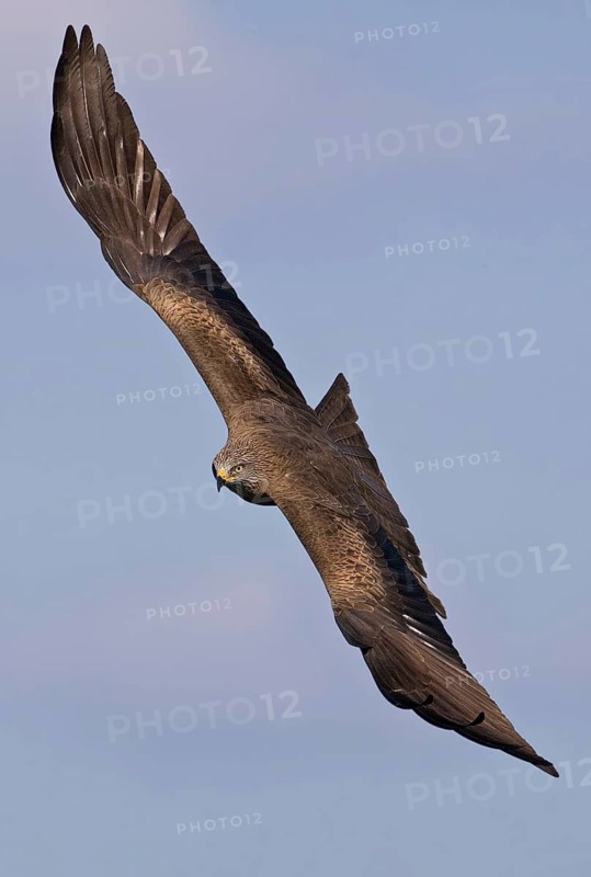 Black Kite (Milvus migrans) flying, Saxony-Anhalt, Germany