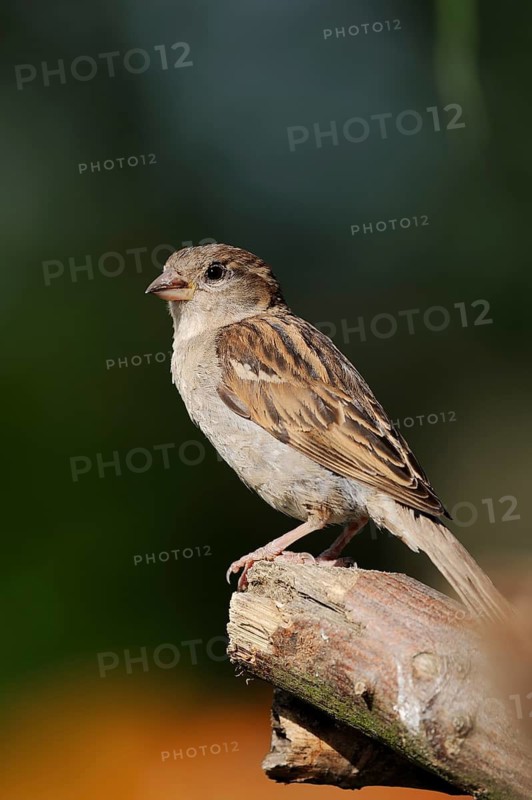 House Sparrow (Passer domesticus), female, North Rhine-Westphalia, Germany