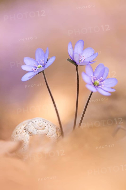 Liverleaf (Hepatica nobilis) close-up of flowering blossoms, Rhineland-Palatinate, Germany