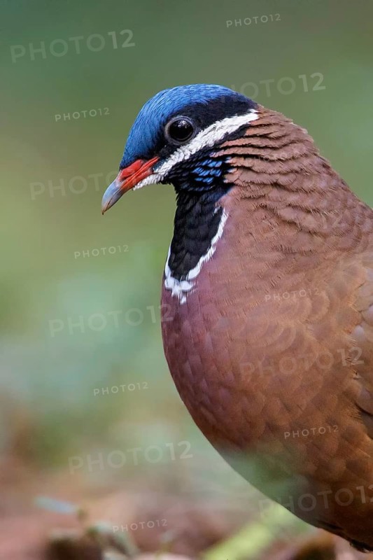 Blue-headed Quail-dove (Starnoenas cyanocephala) perched on the ground in Cuba