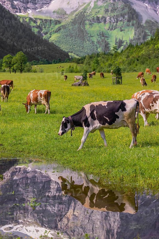 Holstein Friesian cattle stand on a green meadow next to a puddle. A reflection of the cows and the mountains can be seen in the puddle. Eng Valley, Austria