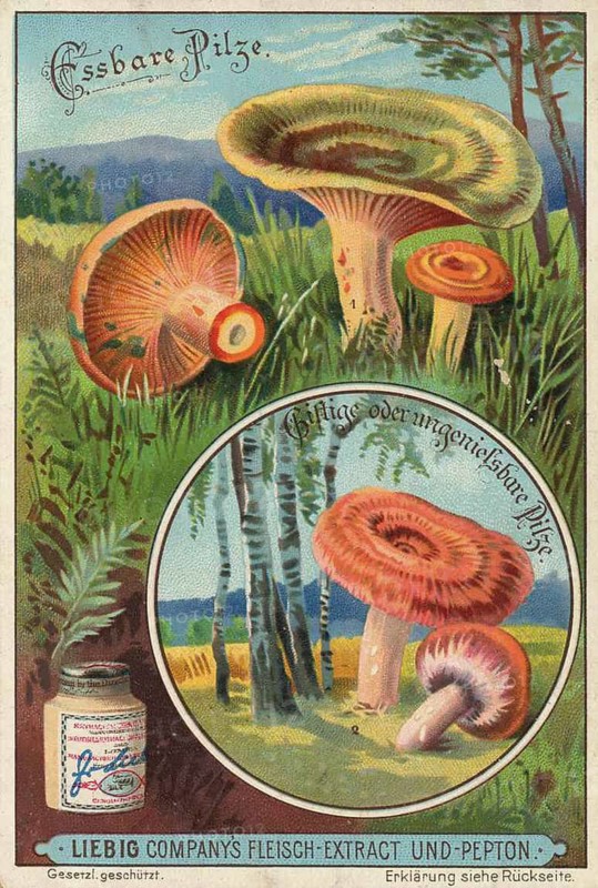 Picture series Comparison of edible mushrooms and poisonous mushrooms, Liebig picture, digitally restored reproduction of a collector's picture from around 1900, public domain, exact date unknown, illustration of edible and poisonous mushrooms in autumnal colours with botanical details