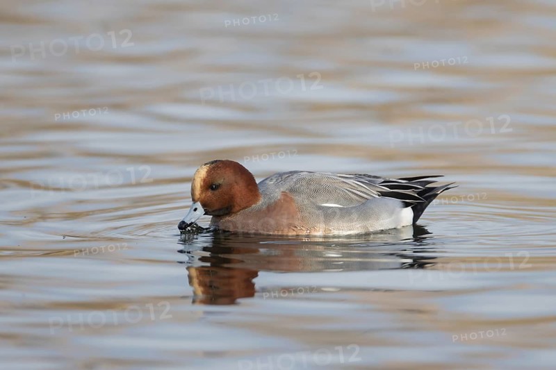Eurasian wigeon duck (Mareca penelope) adult male bird feeding on a lake in winter, Suffolk, England, United Kingdom