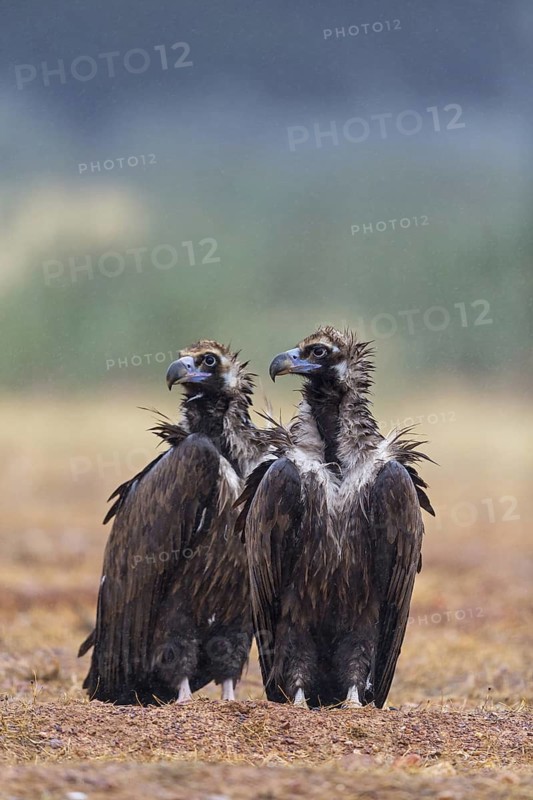 Cinereous Vulture, (Cinereous Vulture, Aegypius monachus), Animals, Birds, Sierra de San Pedro, Herreruela, Extremadura, Spain