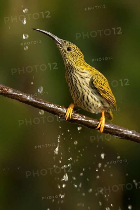 Streaked Spiderhunter (Arachnothera magna), Yunnan, China
