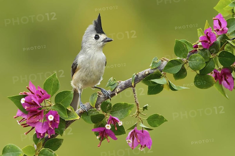 Black-crested Titmouse (Baeolophus atricristatus), Texas, USA